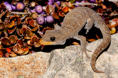 Mokopirirakau galaxias
