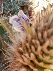 Acanthopsis hoffmannseggiana