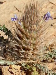 Acanthopsis hoffmannseggiana