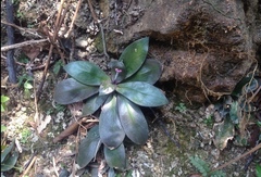 Hedyotis shiuyingiae