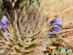 Acanthopsis hoffmannseggiana