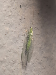 Chrysoperla externa