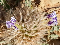 Acanthopsis hoffmannseggiana