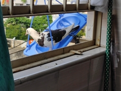 Columba livia domestica