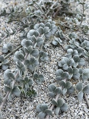 Acmispon argophyllus argophyllus