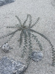 Acmispon argophyllus argophyllus