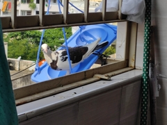 Columba livia domestica