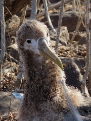 Waved Albatross photo 5
