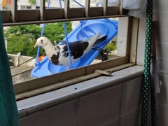 Columba livia domestica