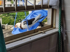 Columba livia domestica