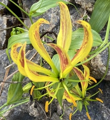 Gloriosa