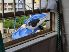 Columba livia domestica