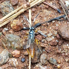 Cratichneumon w-album