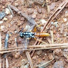 Cratichneumon w-album