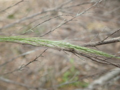 Dichelachne micrantha