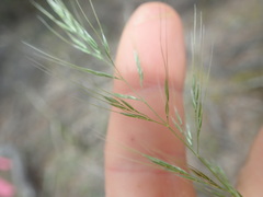 Dichelachne micrantha