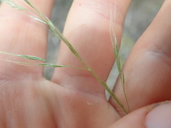 Dichelachne micrantha