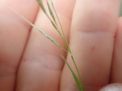 Dichelachne micrantha