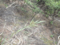 Dichelachne micrantha