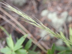 Dichelachne micrantha