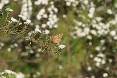 Ozothamnus thyrsoideus