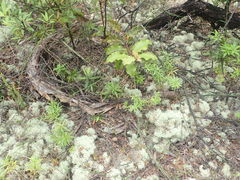 Dichelachne micrantha