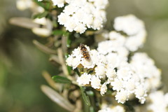 Ozothamnus thyrsoideus