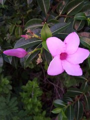 Cryptostegia