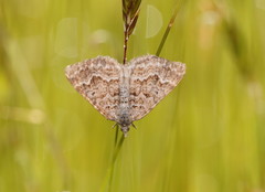 Chrysolarentia symphona