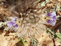 Acanthopsis hoffmannseggiana