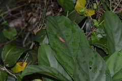 Bothrogonia addita