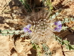 Acanthopsis hoffmannseggiana