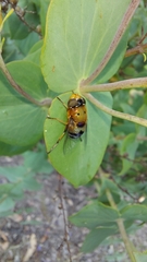 Austalis pulchella