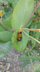 Austalis pulchella