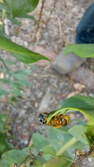 Austalis pulchella