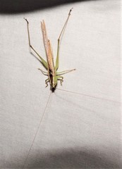 Conocephalus upoluensis