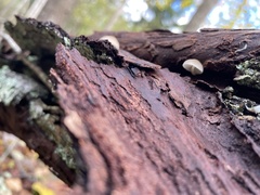 Mycena arcangeliana