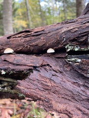 Mycena arcangeliana