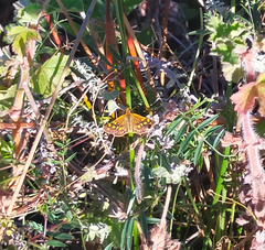 Metisella metis