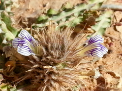 Acanthopsis hoffmannseggiana