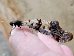 Periclystus circuiter