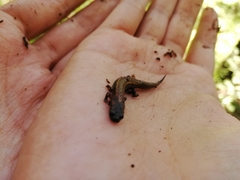 Chiropterotriton dimidiatus