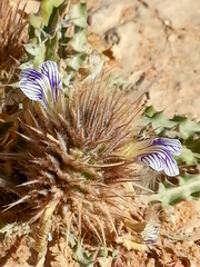 Acanthopsis hoffmannseggiana