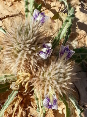 Acanthopsis hoffmannseggiana