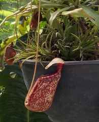 Sarraceniaceae