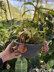 Sarraceniaceae