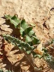 Acanthopsis hoffmannseggiana