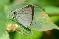 Hypolycaena philippus