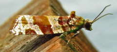 Argyrotaenia kimballi