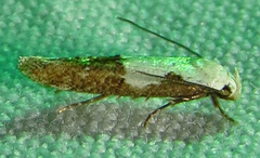 Mompha circumscriptella